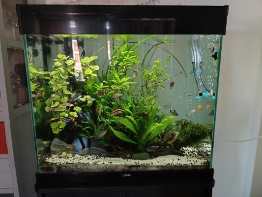 Aquarium ciano