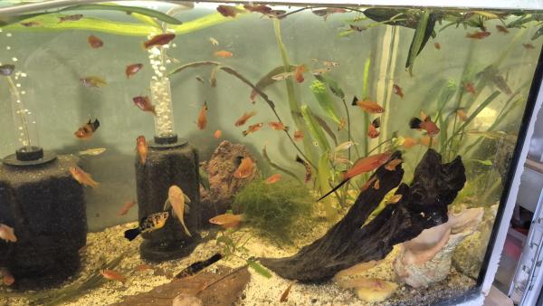 Poissons xiphos rouges et guppy