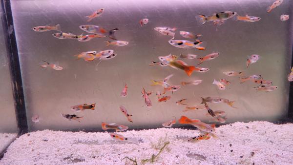 Poissons xiphos rouges et guppy