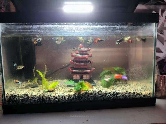 Aquarium complet