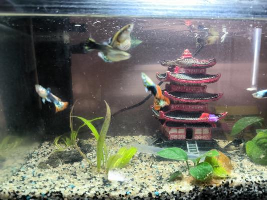 Aquarium complet