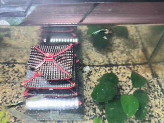 Aquarium complet