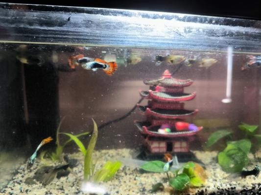 Aquarium complet