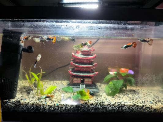 Aquarium complet