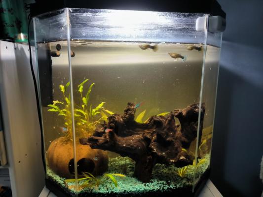 Aquarium complet