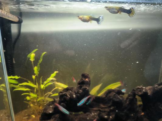 Aquarium complet