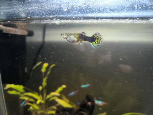 Aquarium complet