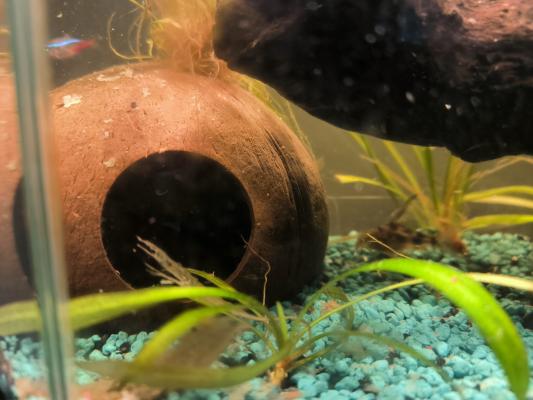 Aquarium complet
