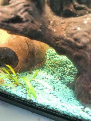 Aquarium complet
