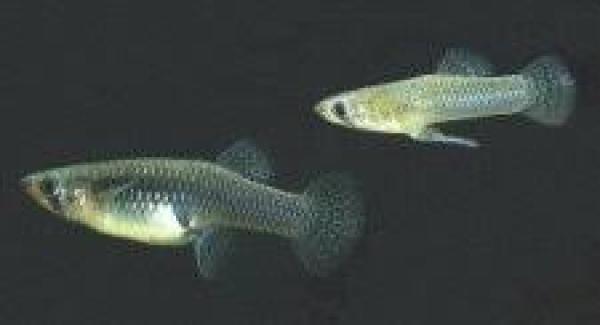 Poissons anti moustiques (gambusie)