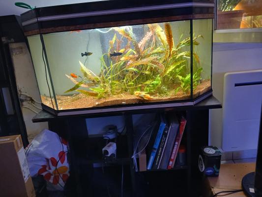 Aquarium + meuble + plantes + poissons.