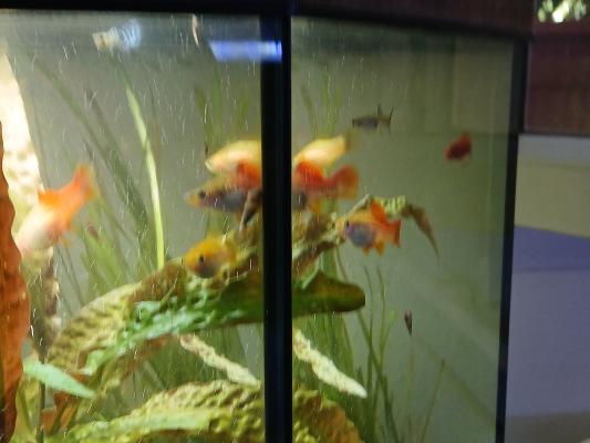 Aquarium + meuble + plantes + poissons.