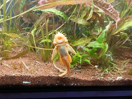 Aquarium + meuble + plantes + poissons.