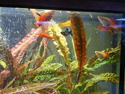 Aquarium + meuble + plantes + poissons.