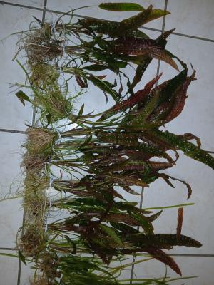 plantes cryptocoryne et valisneria.