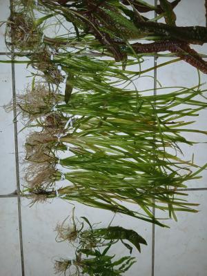 plantes cryptocoryne et valisneria.