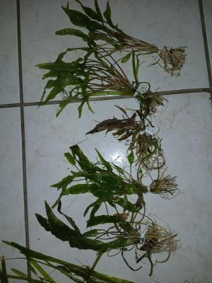 plantes cryptocoryne et valisneria.