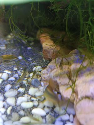 Crevettes divers