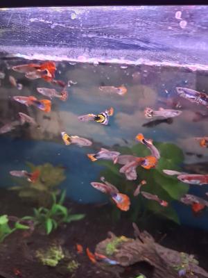 Vente de guppy