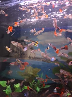 Vente de guppy