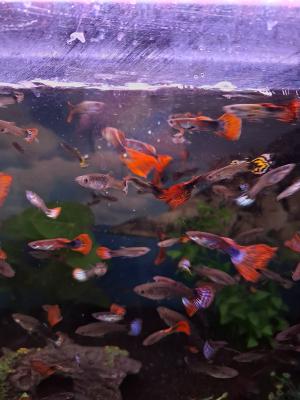 Vente de guppy
