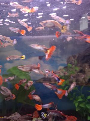 Vente de guppy