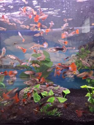 Vente de guppy