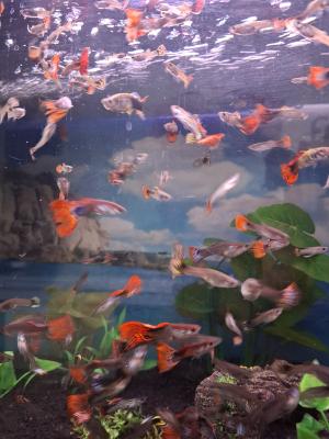 Vente de guppy