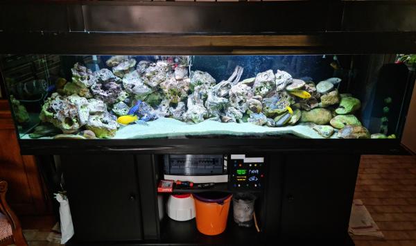 Aquarium complet de cichlidés