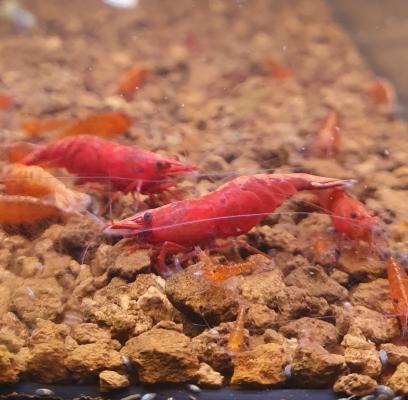 Neocaridina sakura extra red