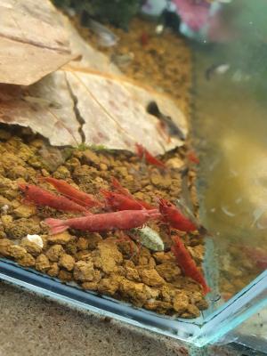Neocaridina sakura extra red