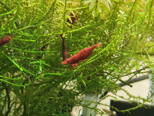 Neocaridina sakura extra red