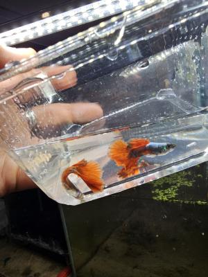 Guppy Halfmoon Platinium Full red