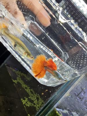 Guppy Halfmoon Platinium Full red