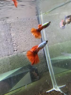 Guppy Halfmoon Platinium Full red