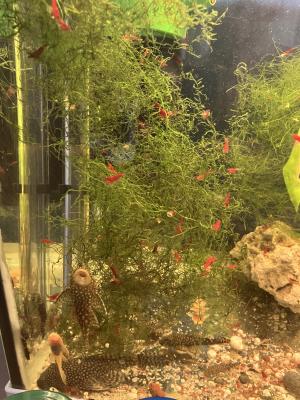 Crevettes néocaridina Bloody Mary