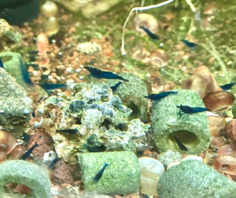 Crevettes neocaridina Blue Velvet