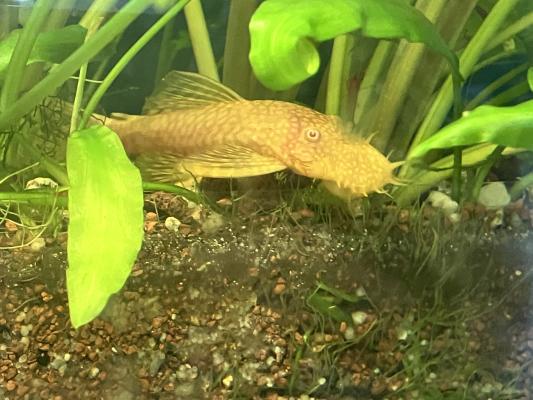 Poissons Ancistrus albinos et classique