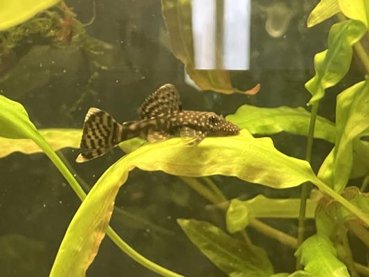 Poissons Ancistrus albinos et classique