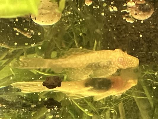 Poissons Ancistrus albinos et classique
