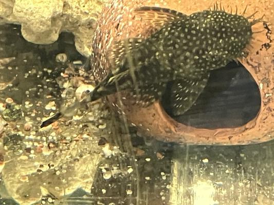 Poissons Ancistrus albinos et classique
