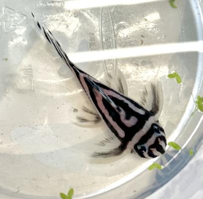 Poisson zébré L046