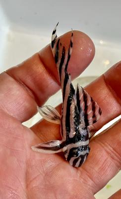 Poisson zébré L046