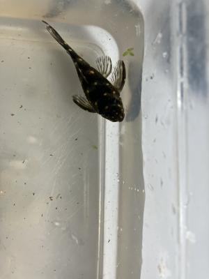 Poisson zébré L046