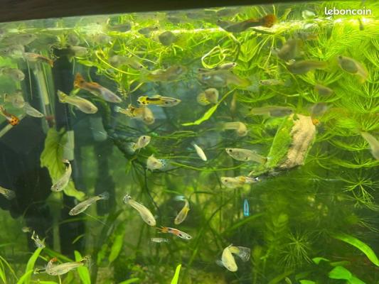 poisson guppy