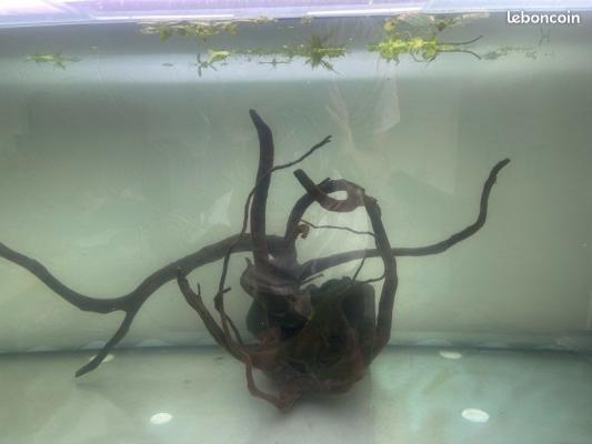 racine XL aquarium