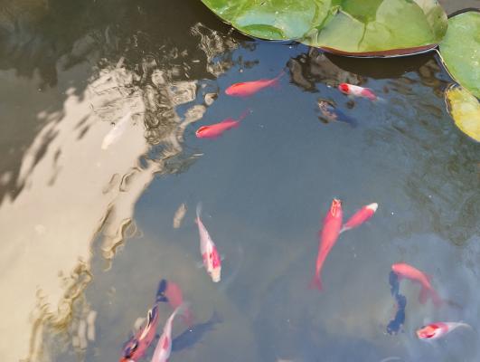 Don 20 poissons rouges communs jeunes couleurs variées (issus bassin extérieur) - Chatellerault