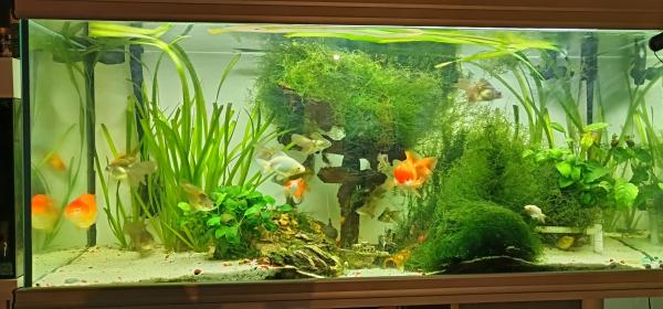 Poisson rouge voile de Chine