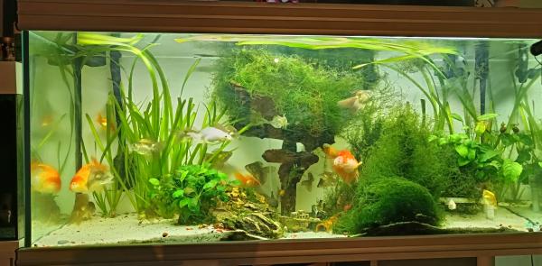 Poisson rouge voile de Chine