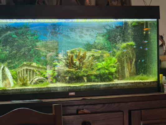 Vends Aquarium Juwell 250 L + meuble + poissons